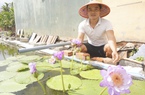 Trồng hoa súng để chơi, ai ngờ trai làng 9X Quảng Nam bỏ túi 30 triệu/tháng