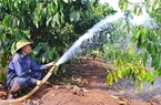 Vì sao ngay bây giờ nông dân Gia Lai phải ra sức tưới cà phê, mỗi gốc cây cà phê tưới bao nhiêu lít nước?
