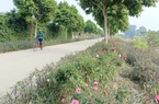 Đường hoa nông thôn mới đang nở rộ dịp xuân Quý Mão ở ngoại thành Hà Nội, đến là muốn chụp ảnh ngay
