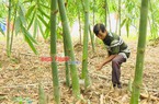 Đây là xã trồng nhiều tre lấy măng với diện tích lớn nhất tỉnh Bình Phước, nhà nào trồng nhà đó giàu lên