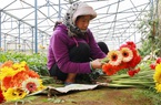 Đây là loài hoa đang "giữ phong độ" giá tốt ở Lâm Đồng giúp nông dân Đà Lạt kiếm bộn tiền