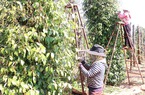 Hiện tượng lạ: Thương nhân Trung Quốc bán ngược tiêu vào Việt Nam, giá tiêu trầm lắng
