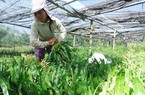 Rau mùi, húng quế Việt sang châu Âu hết cảnh bị kiểm soát thuốc bảo vệ thực vật