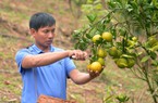 Sơn La: Đồng vốn Quỹ hỗ trợ nông dân giúp nông dân làm giàu