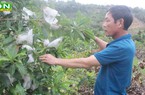 Trồng cây ăn quả mới lạ, thay đổi khẩu vị, nông dân này ở Đắk Nông cứ bán 1kg giá 40-60.000 đồng