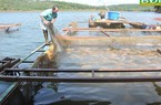 Dưới ao, trên hồ ở Đắk Nông cá trắm cỏ, cá diêu hồng đếm không xuể, vựa thu gom nói câu bất ngờ
