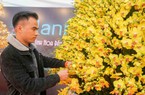 Choáng với chậu lan hồ điệp khổng lồ trị giá hơn 1 tỷ đồng tại Hà Nội