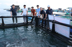 Nuôi cá bớp to bự trong lồng nhựa HDPE ở đảo Lý Sơn của Quảng Ngãi
