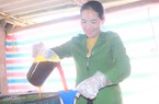 Cứ đến tháng cuối năm, cả làng “nổi lửa” nấu mật mía Tết thơm lừng