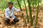 Trồng tre trong vườn, anh nông dân Đắk Lắk cắt bán hàng tấn măng, cho thu nhập cao