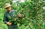 Vốn chính sách Ngân hàng CSXH “phủ sóng”, nông dân Gia Lai tăng thu nhập