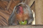 Video: Khỉ mặt đỏ quý hiếm ở Yên Bái ban ngày sống cùng dê, ban đêm về núi ngủ