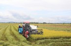 Điều gì làm nên chất lượng đặc biệt của lúa gạo Buôn Choah?