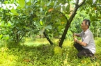 Trồng mít xen măng cụt, kết hợp nuôi ốc, lão nông 80 tuổi khỏe ra, còn thu hàng trăm triệu đồng/năm