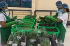 Một xã trồng rau quy mô lớn ở TT-Huế ra mắt Tổ hợp tác trồng rau hữu cơ, hễ ăn là yên tâm