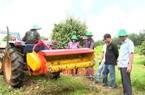 Trồng "cây tiền tỷ" công nghệ cao, phục tài anh nông dân Bình Phước sáng chế máy băm cỏ tự động