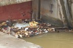 Nghệ An: Hãi hùng xác lợn nặng cả tạ trôi lềnh bềnh trên sông, nguy cơ lây lan dịch bệnh