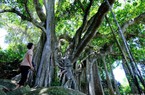 Cây cổ thụ gần 1.000 tuổi mọc trên một bán đảo nổi tiếng của Đà Nẵng là loài cây gì?