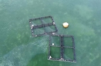 “Nhất cử lưỡng tiện” sử dụng lồng nhựa HDPE nuôi cá trên biển ở Quảng Ngãi
