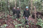 1.000 héc-ta đất rừng của Bình Định bị người dân Gia Lai xâm chiếm 