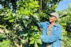 Quảng Nam: Người dân Nông Sơn đổi đời nhờ thay đổi tư duy sang làm kinh tế nông nghiệp