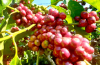 Giá cà phê ngày 24/11: Lặng sóng, hai sàn trái chiều, Robusta đảo chiều giảm nhẹ
