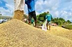 Giá lúa tăng nhưng lợi nhuận của nông dân không nhiều