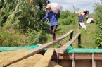 Giá lúa cao nhất từ trước đến nay, một hợp tác xã ở Long An trồng lúa sạch còn được cộng thêm 200-300 đồng/kg