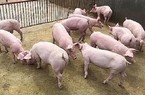 Giá lợn hơi toàn quốc nhuộm sắc đỏ, giảm mạnh đồng loạt