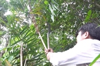 Quảng Ngãi: Thu tiền tỷ nhờ trồng mây dưới tán rừng phòng hộ