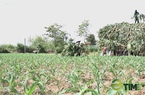 Quảng Ngãi:
Trồng ngô sinh khối trên chân đất lúa thiếu nước, thu lãi hàng chục triệu/ha