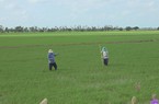 Giá lúa gạo tăng cao nhất mọi thời đại, nông dân Sóc Trăng, Kiên Giang phấn khởi xuống giống vụ mới