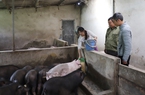 Một nông dân người H’Mông ở Hà Giang nuôi lợn quy mô hàng hóa, thoát nghèo, thành hộ khá giàu