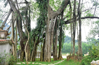 Top 6 cây cổ thụ bí ẩn nhất Việt Nam, có cây ổi "biết cười" ở Thanh Hóa, cây đa "biết đi" ở Ninh Bình