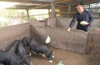 Trồng chè, trồng rau xanh, nuôi lợn đen, một nông dân ở Hà Giang hết nghèo, có của ăn của để