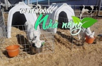 Chuyển động Nhà nông 1/2: Nhân bản vô tính thành công ‘siêu bò sữa’