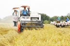 Nông dân được vay ngân hàng không thế chấp khi tham gia đề án 1 triệu ha lúa chất lượng cao