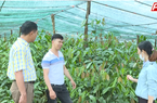 Gác bằng Đại học Mỏ-Địa chất, trai Đắk Nông bỏ Hà Nội về quê trồng thứ rau rừng gì mà bán hút hàng?