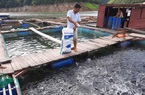 Cá quẫy dày đặc trong lồng ở hồ thủy điện ở Lai Châu, hàng trăm lao động có thu nhập 4-5 triệu/người/tháng