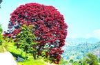 Dưới chân núi Chúa có 2 cây lá đỏ, không phải cây phong thì là cây gì mà nhiều người lặn lội đến ngắm?