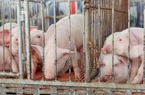 Trung Quốc chuẩn bị thu mua dự trữ thịt lợn, giá lợn hơi nội địa vẫn lình xình