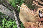Công an Tiền Giang triệt phá 2 trường gà ở vùng nông thôn