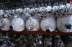 Nấm vân chi là loại nấm gì mà ở một đơn vị ở Vĩnh Phúc trồng thành công, bán 1,2-1,5 triệu/kg