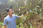 Lào Cai: Cây quế tự dưng bị khô lá với diện tích hàng trăm ha
