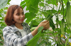 Chuyển đổi số trong hoạt động của Hội Nông dân Ninh Bình, hỗ trợ nông dân dán tem truy xuất nguồn gốc nông sản