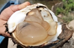 Nuôi loài nhuyễn thể bổ dưỡng này xuất khẩu sang Nhật,  nông dân ven biển Việt Nam sẽ tăng thu nhập