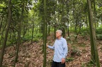 Vụ cây quế tự dưng bị cháy lá với hàng trăm ha ở KCN Tằng Loỏng của Lào Cai, đừng để nông dân hoang mang
