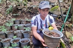 63 hộ trồng sâm Ngọc Linh ở Kon Tum bị chết được khoanh nợ hơn 3,6 tỷ đồng