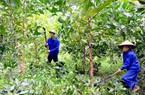 Chuyển đổi số trong nông nghiệp ở Thái Nguyên, quản lý cây xanh, cảnh báo cháy rừng sớm bằng phần mềm