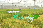 Chuyển động Nhà nông 15/2: Xuất khẩu gạo đặc sản ST24, ST25 tăng 4 lần sau 3 năm